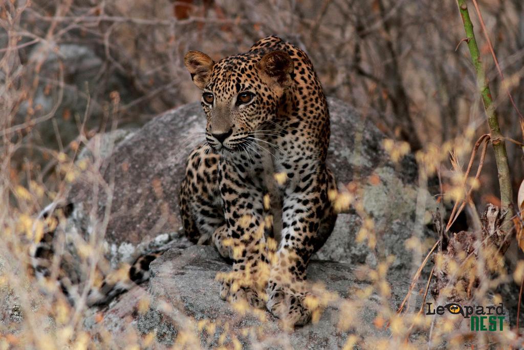 Leopard Nest - Glamping in Yala Hotel Bagian luar foto